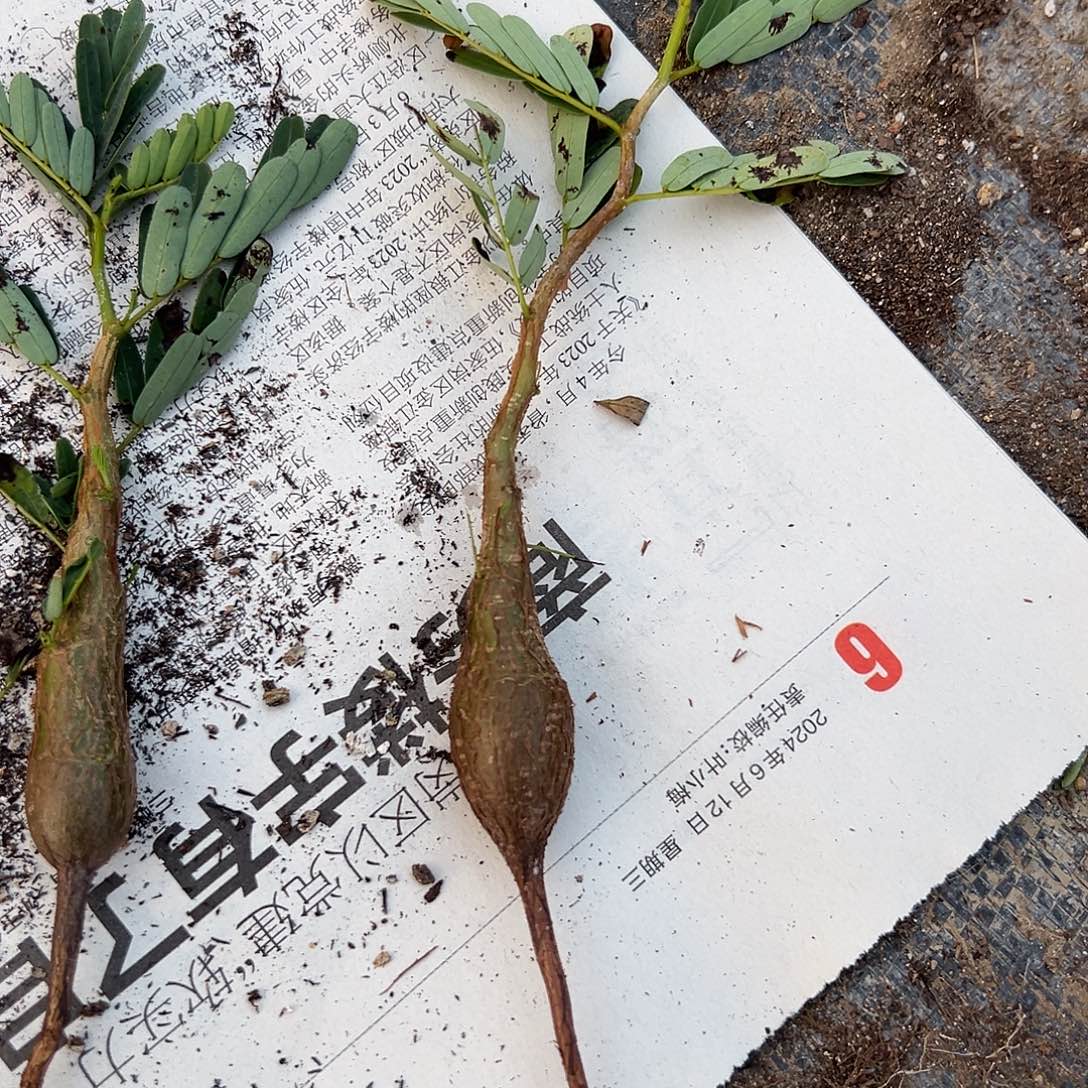 实生苏木，一物一拍