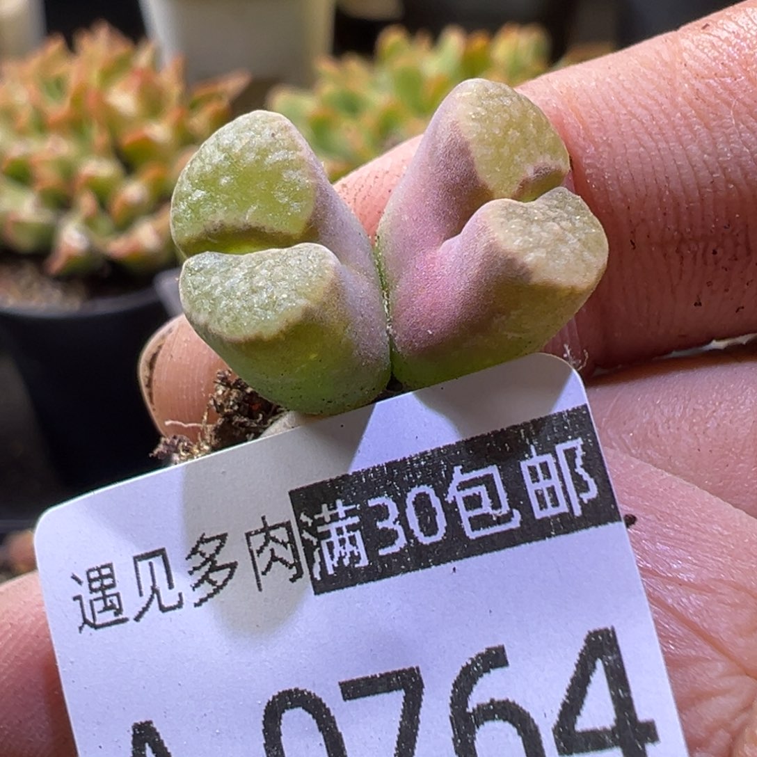 肉锥植物1111111111111111