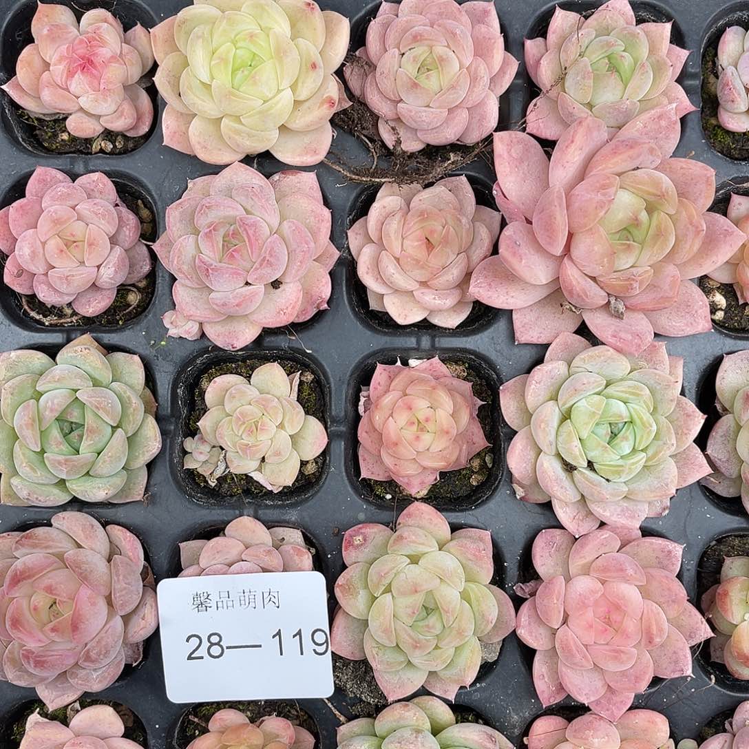 昂***诺多肉一物一拍28-119