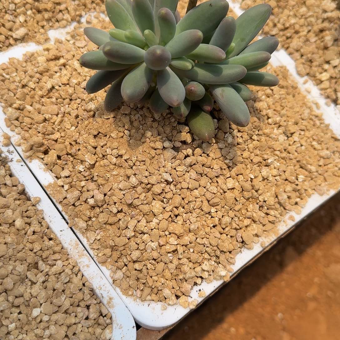 车***峰寄养在她身边是个什么体验呀