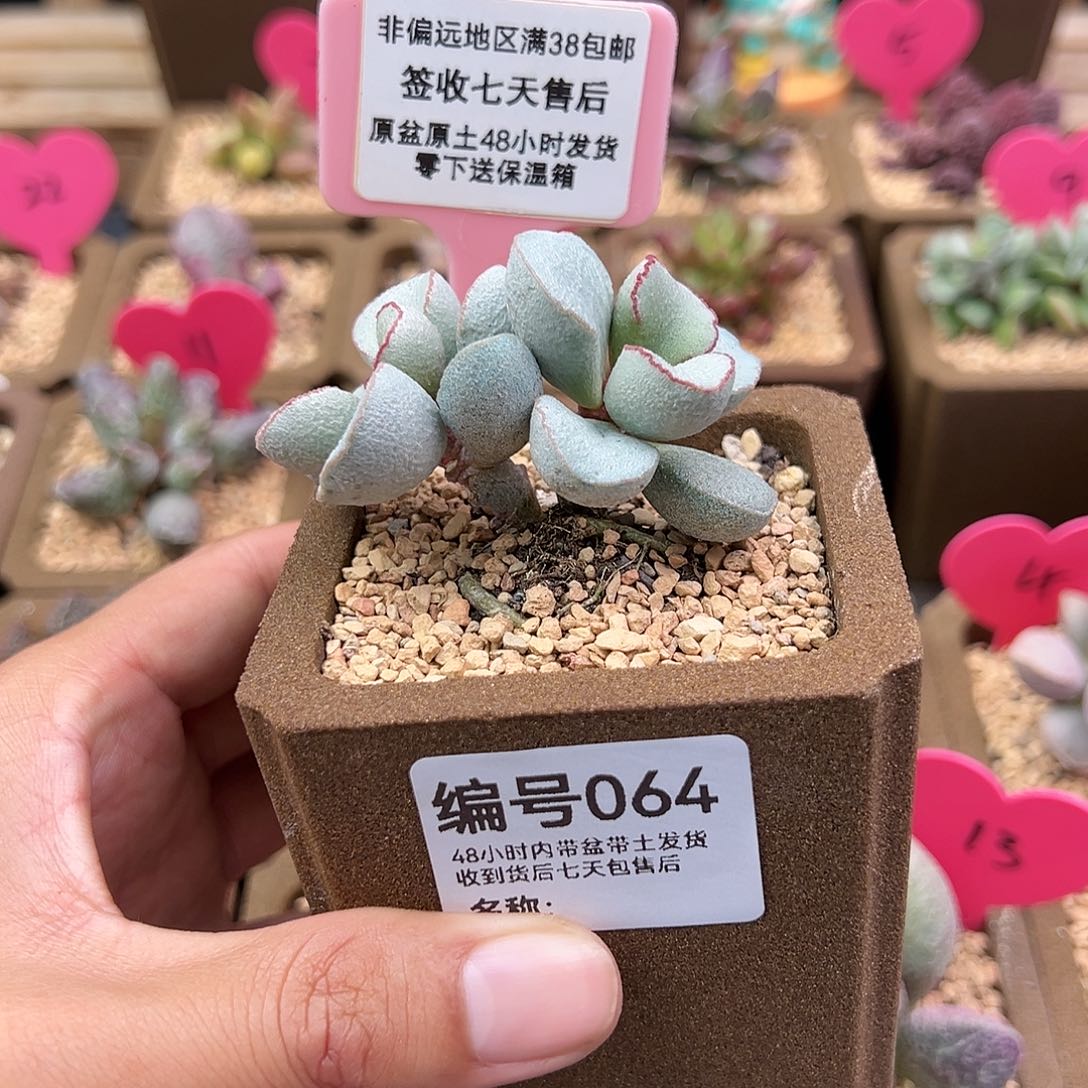 请****尼064白雪公主多肉植物