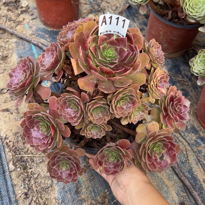 赤炎链多肉植物111.
