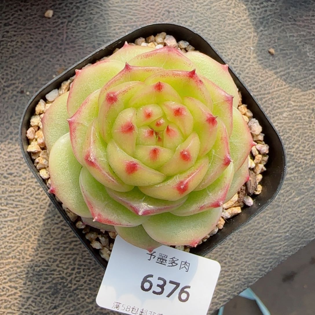 绿珍妮，6376多肉植物