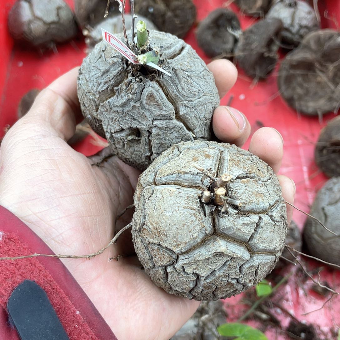 龟甲龙一物一拍1658号2颗