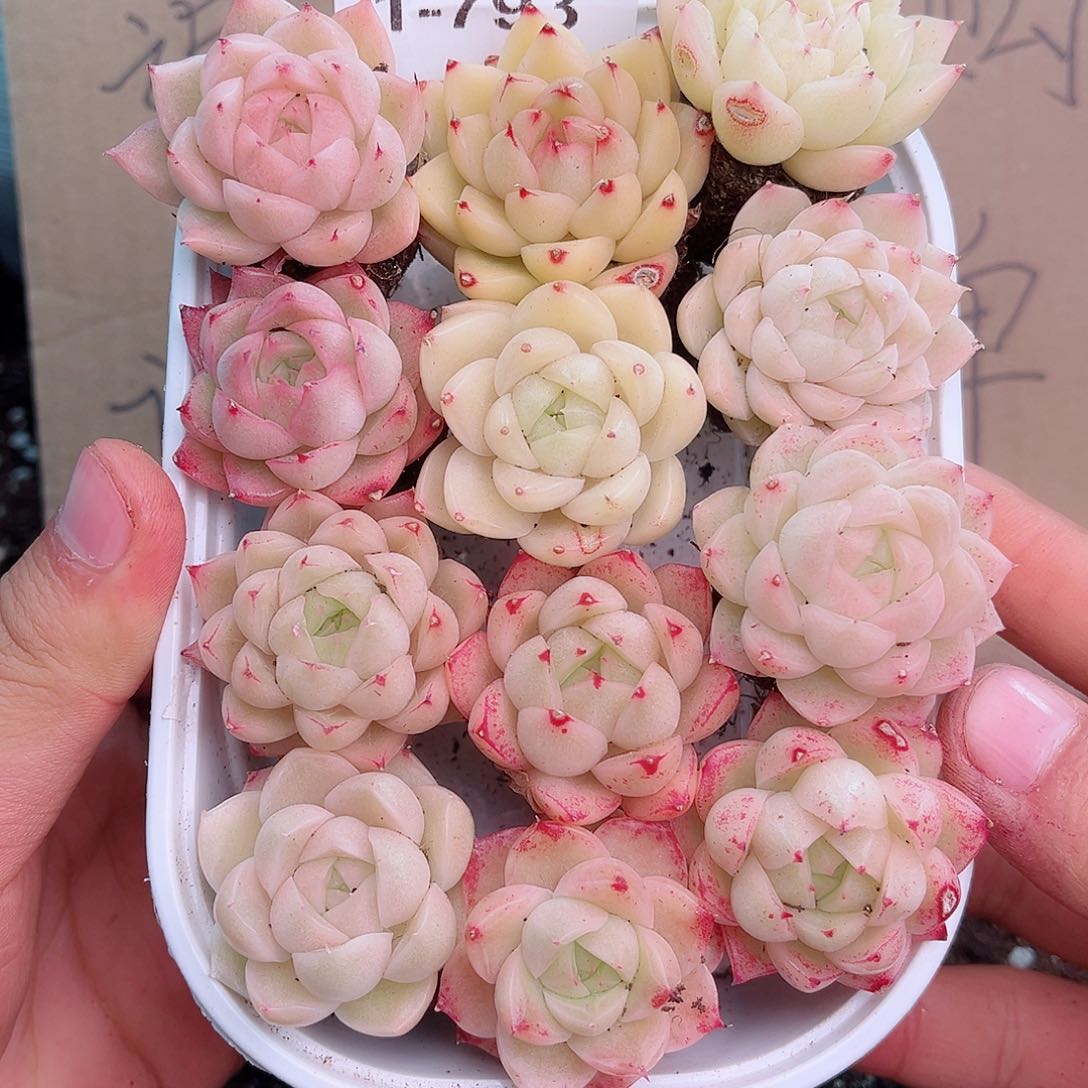 1-793 新疆西藏内蒙不发12.8包邮2-3公分