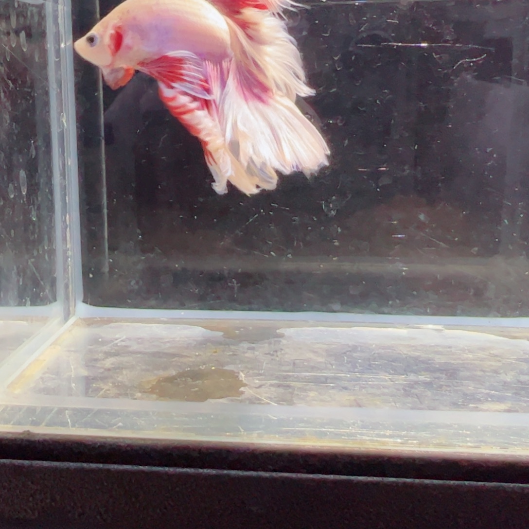 斗鱼浅色特殊尾hhhh