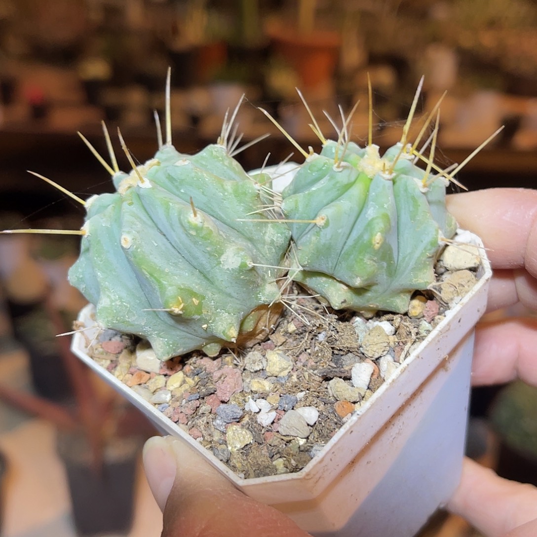王冠龙仙人球一物一拍