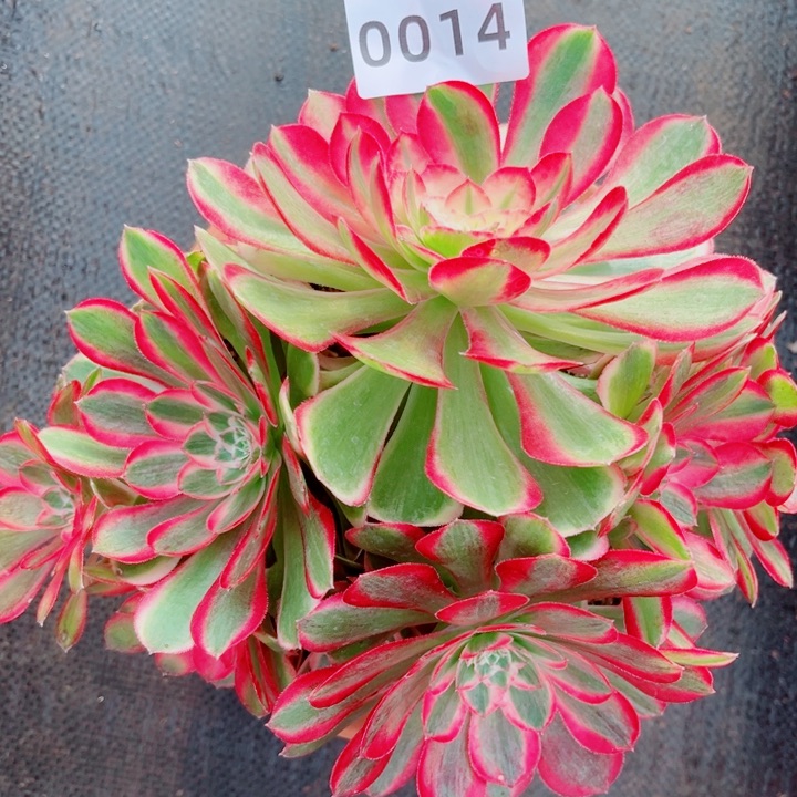 孔雀翎多肉发货发货