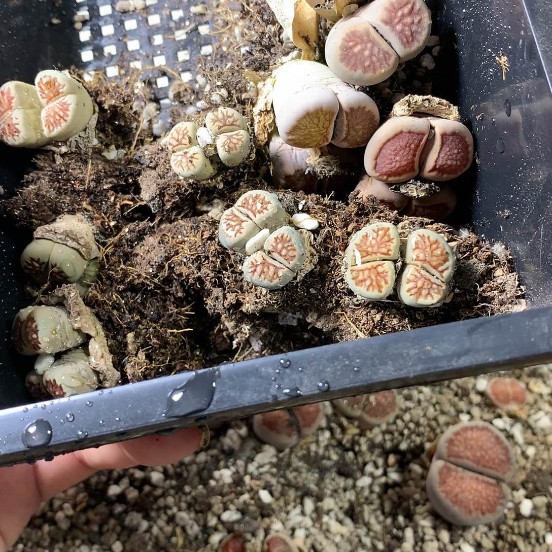 甜*A399多肉植物保护研究所