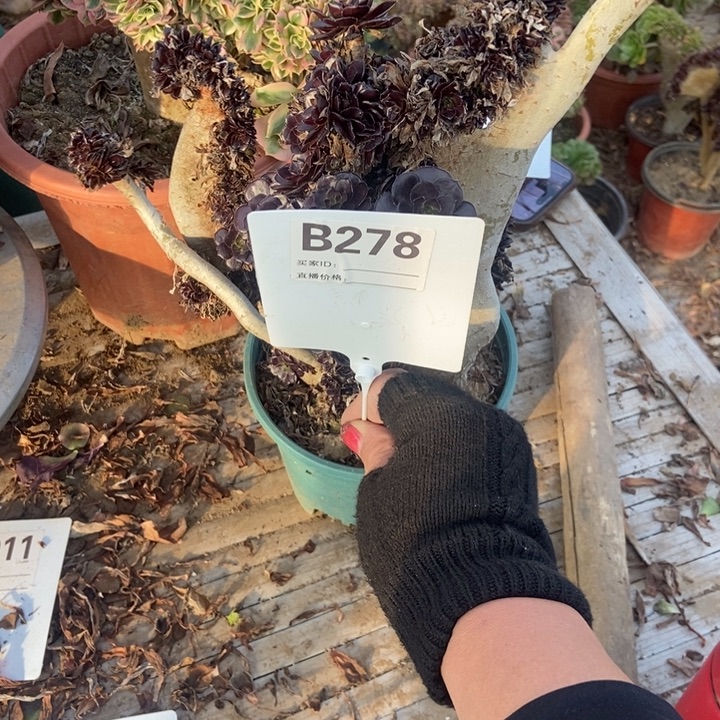 骈***梅B278黑法四缀化老庄老庄