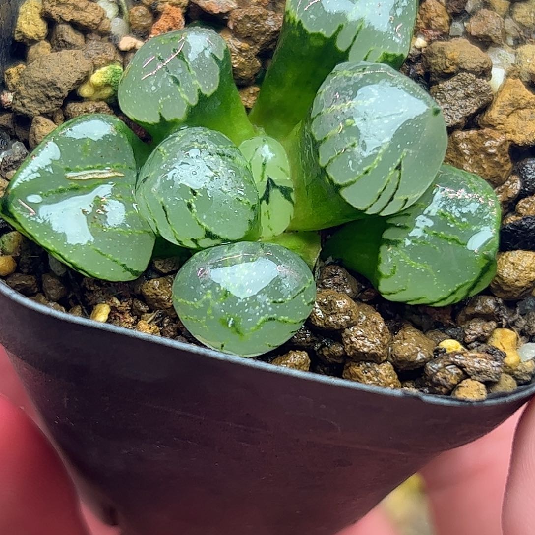 魔晶球十二卷多肉植物