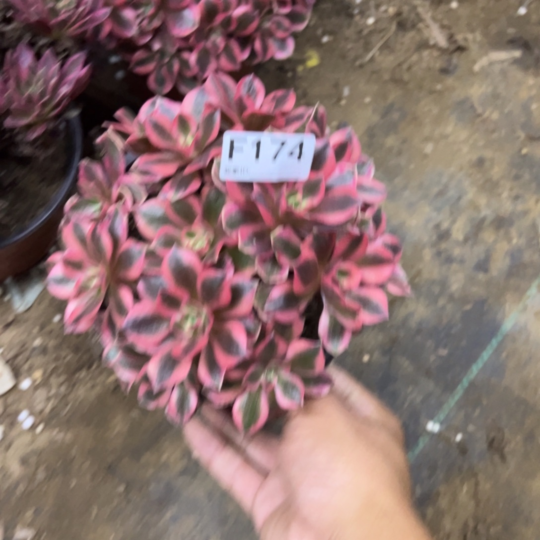 卿***妈 174女妖多肉植物法师