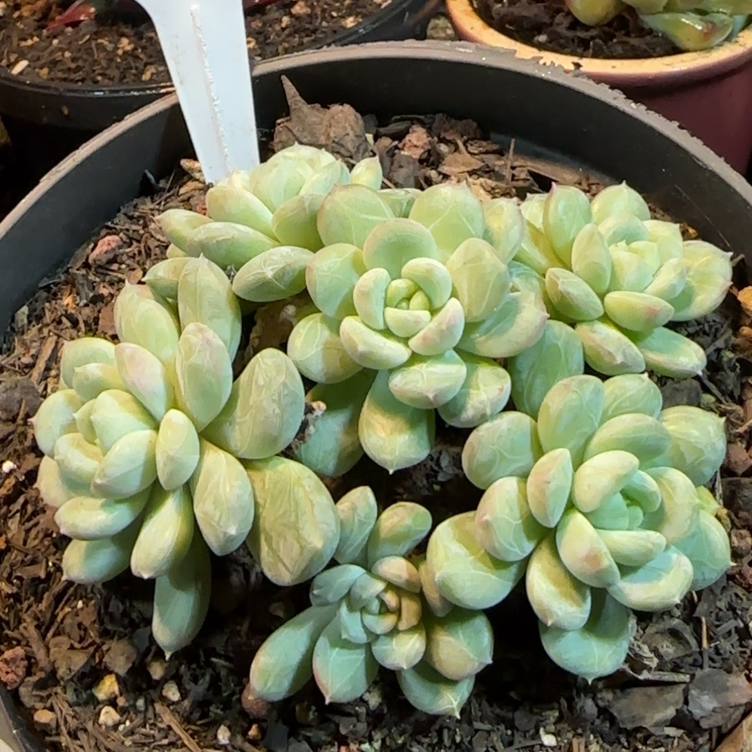 丸叶百搭翡翠惊鸿一物一拍包装收缩花旱424