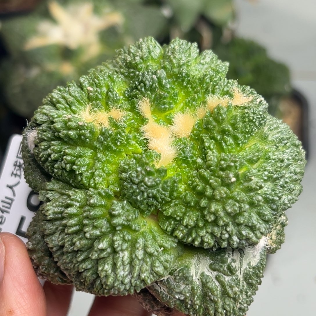 祥***恒459 仙人球去了一个地方的