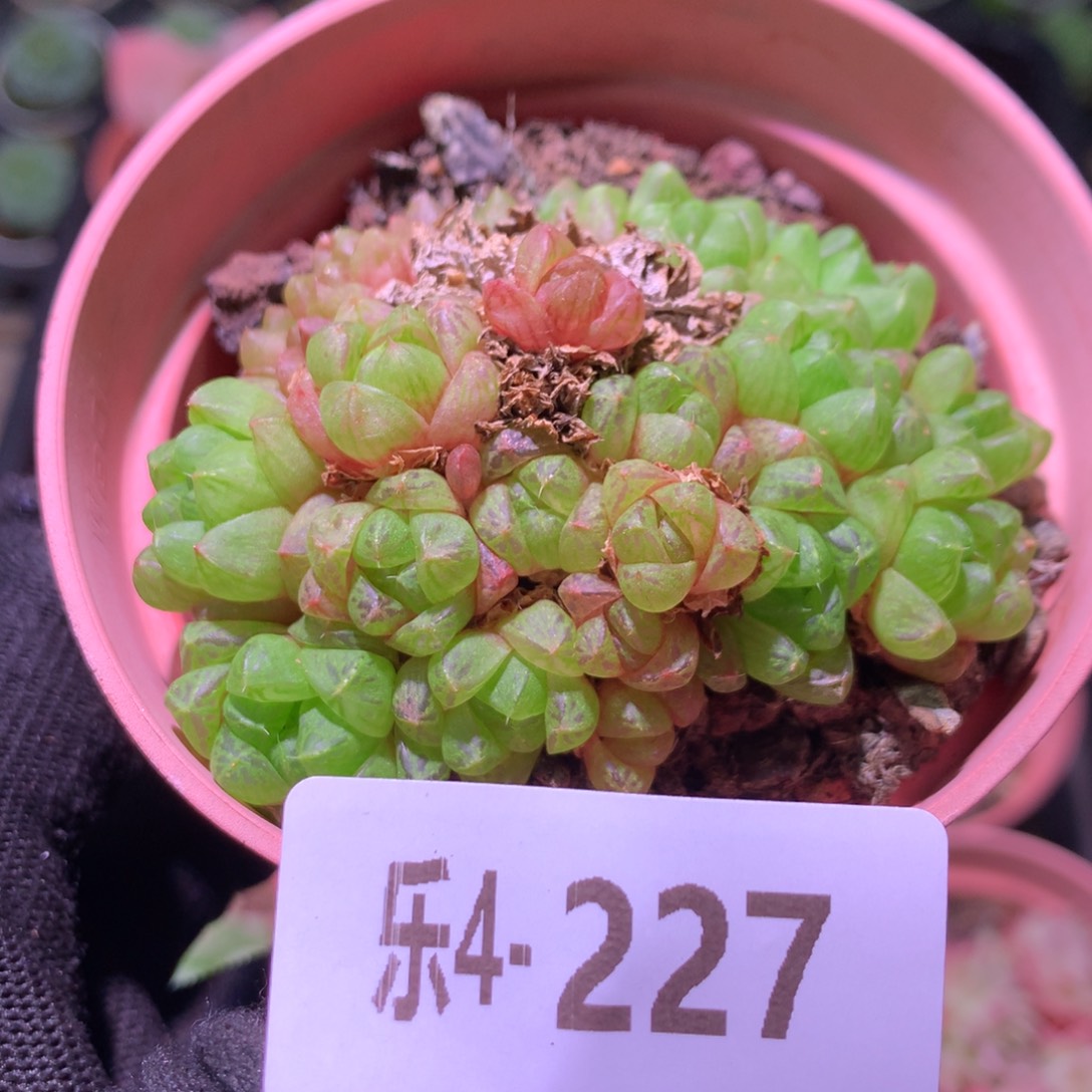 乐然 4-227 草玉露 