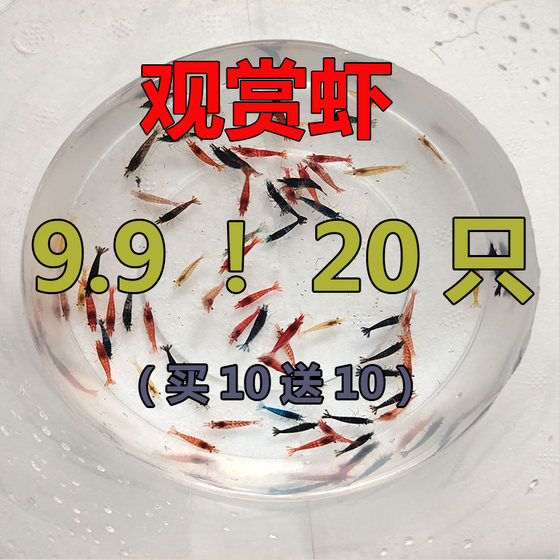 观赏米虾 买10送10 鱼缸清洁除藻 南方地区包邮