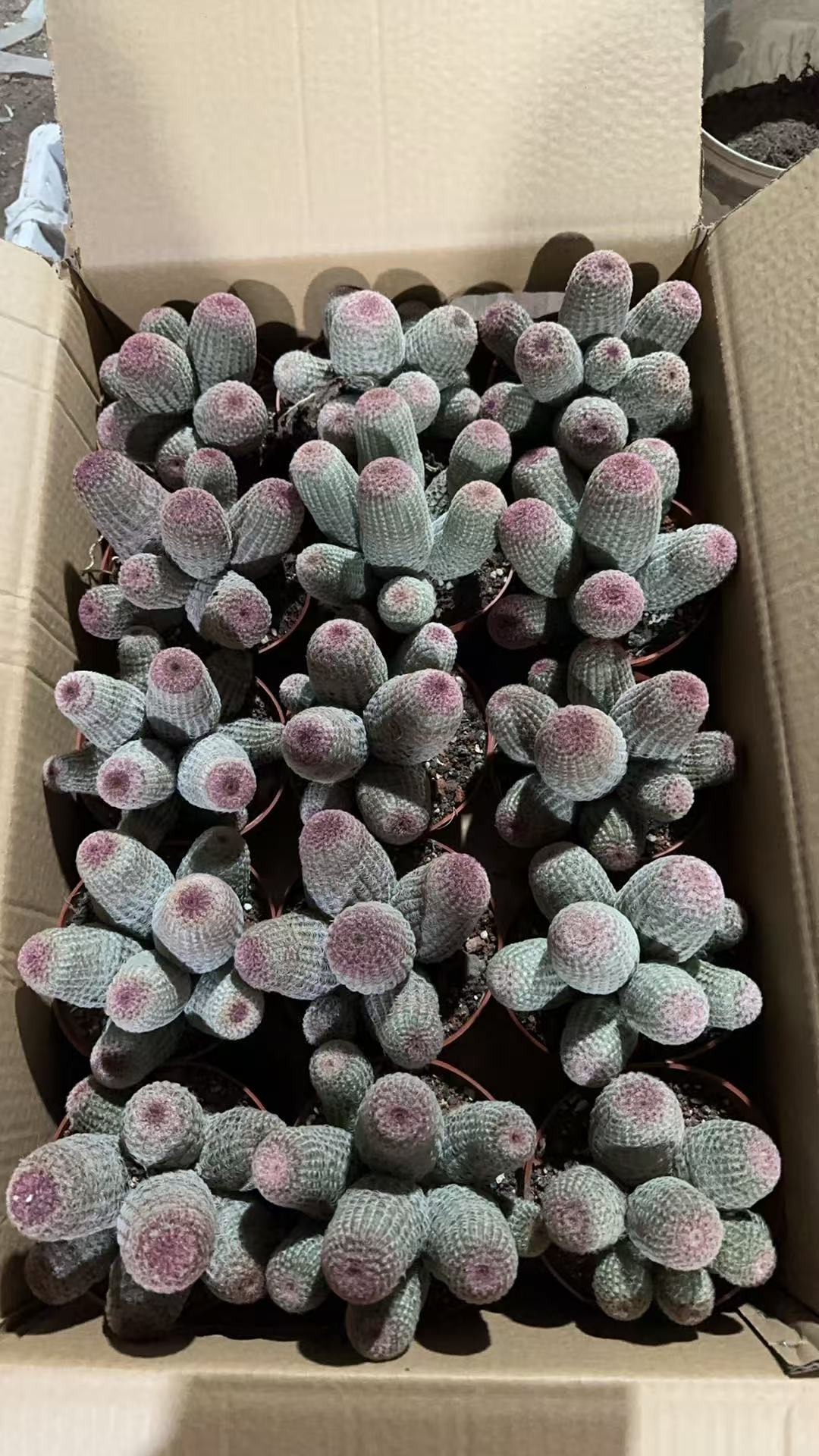 满十八元包邮【多头红太阳】