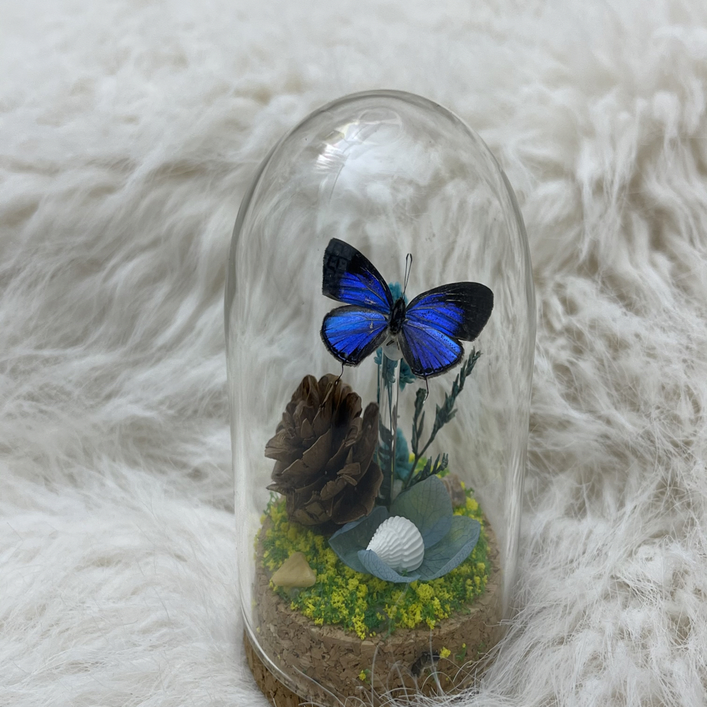 真实蝴蝶标本 玻璃罩 家居摆件 送礼