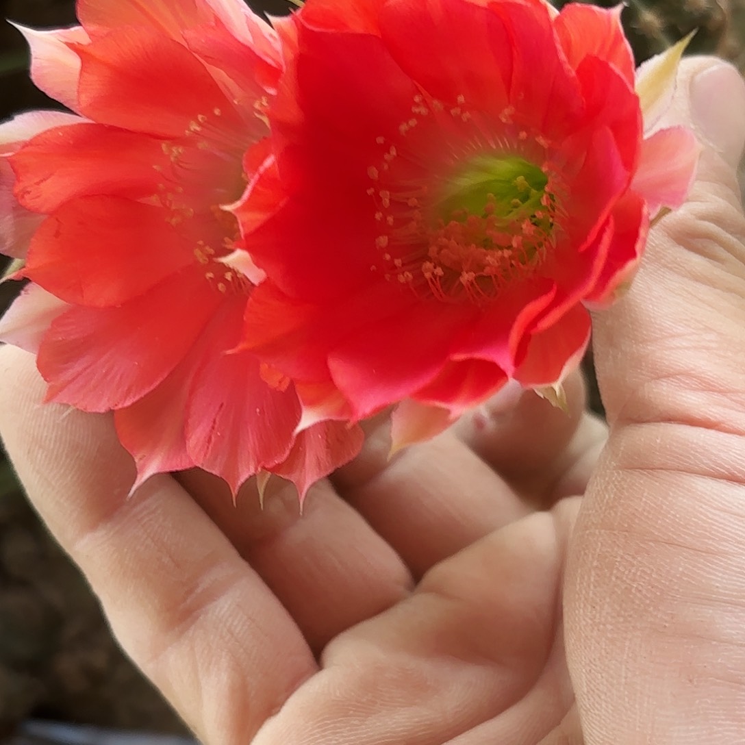 762 实生脱花脱土瑕疵