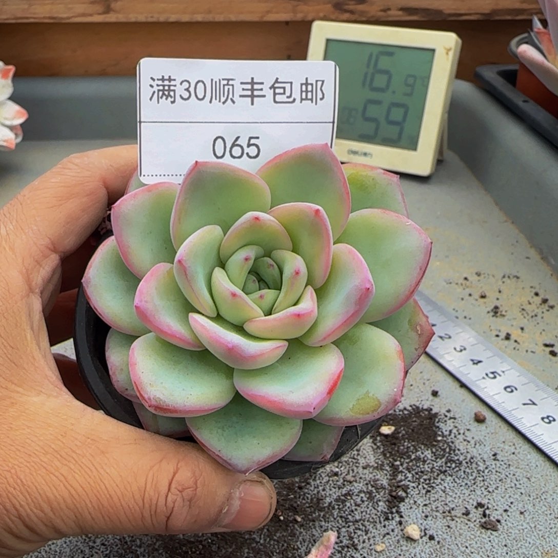 065奶油泡芙多肉单头