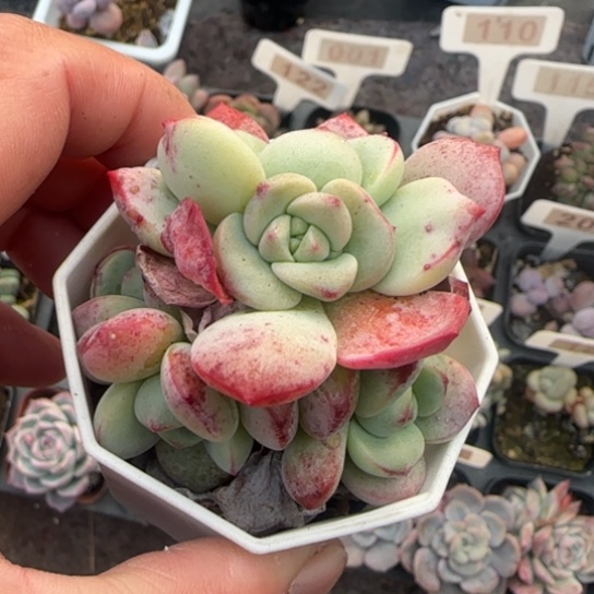 221香草多肉植物多