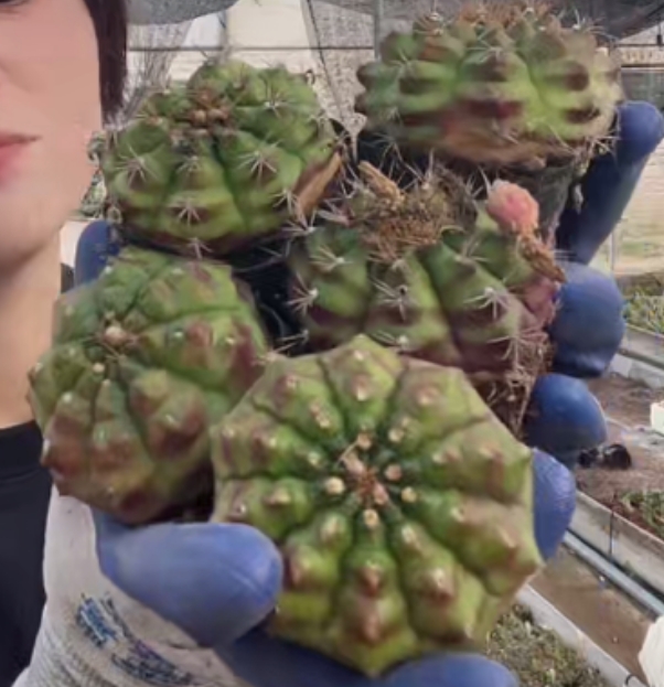 二妹园艺【  10颗  丽蛇牡丹    实生根 】脱土随机发货