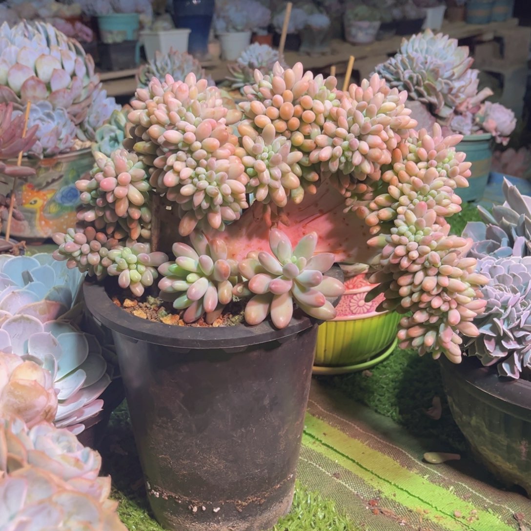 宝***儿汤圆缀化，官服28厘米