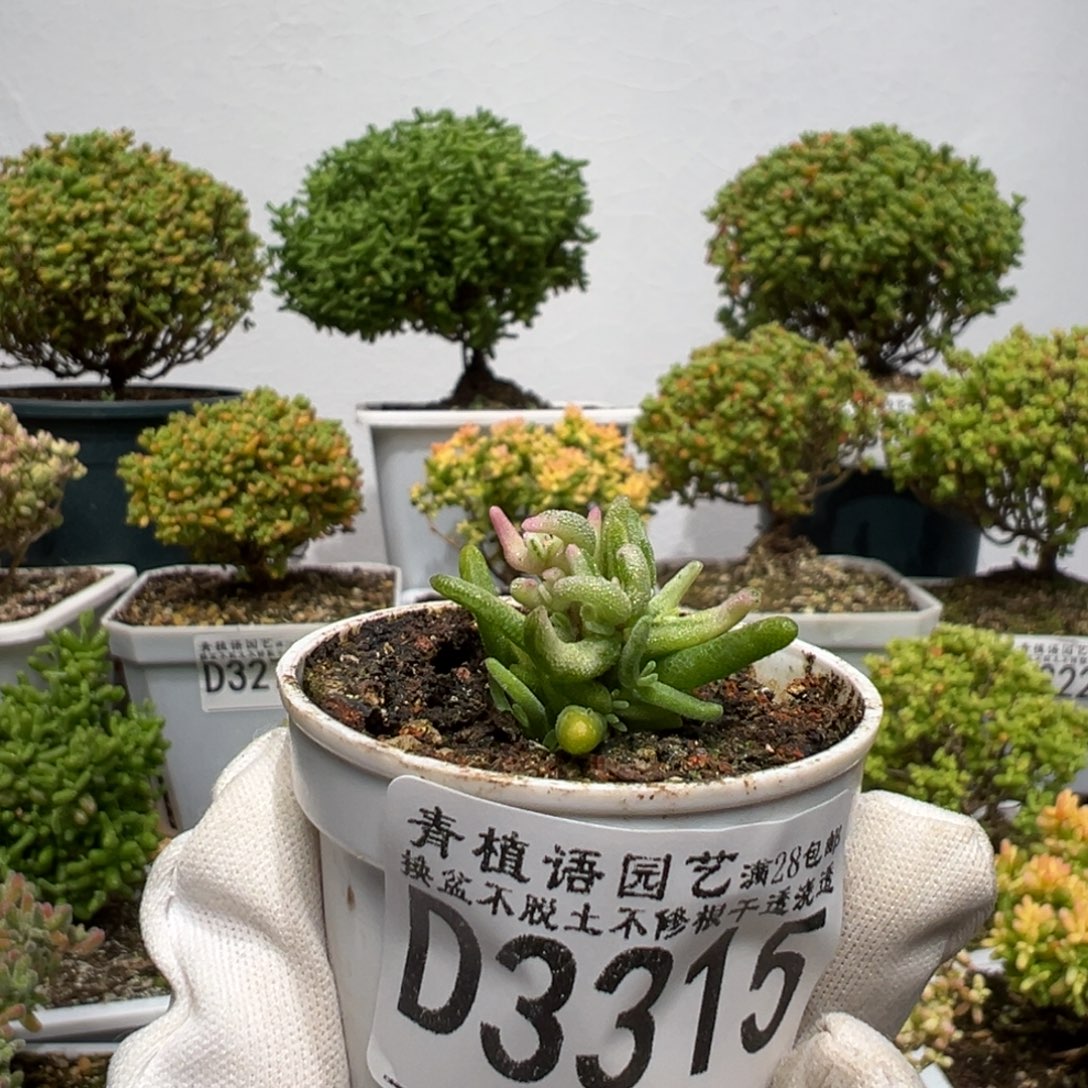 d3315彩虹卷锦枝干