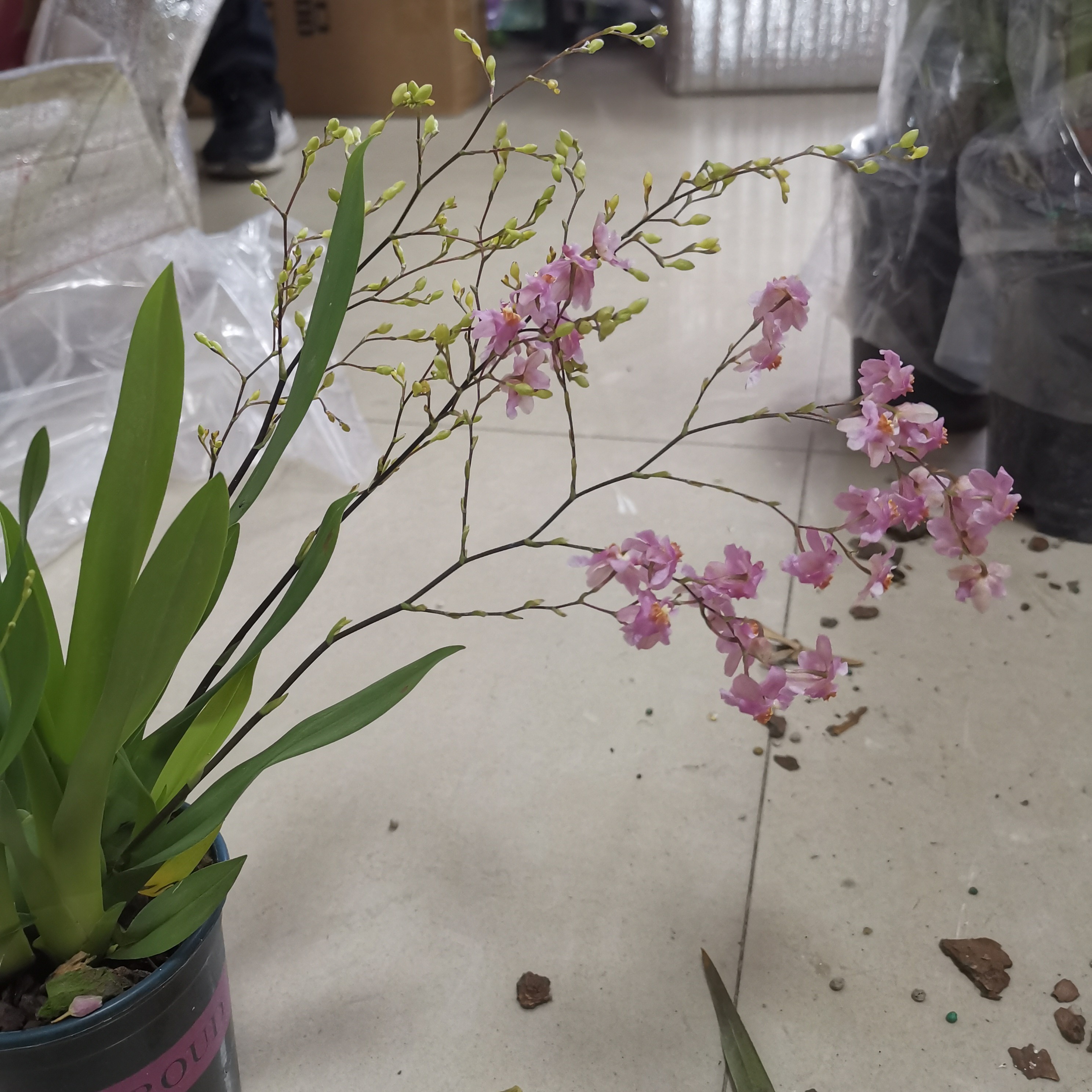 粉粉的香香的粉色梦香兰