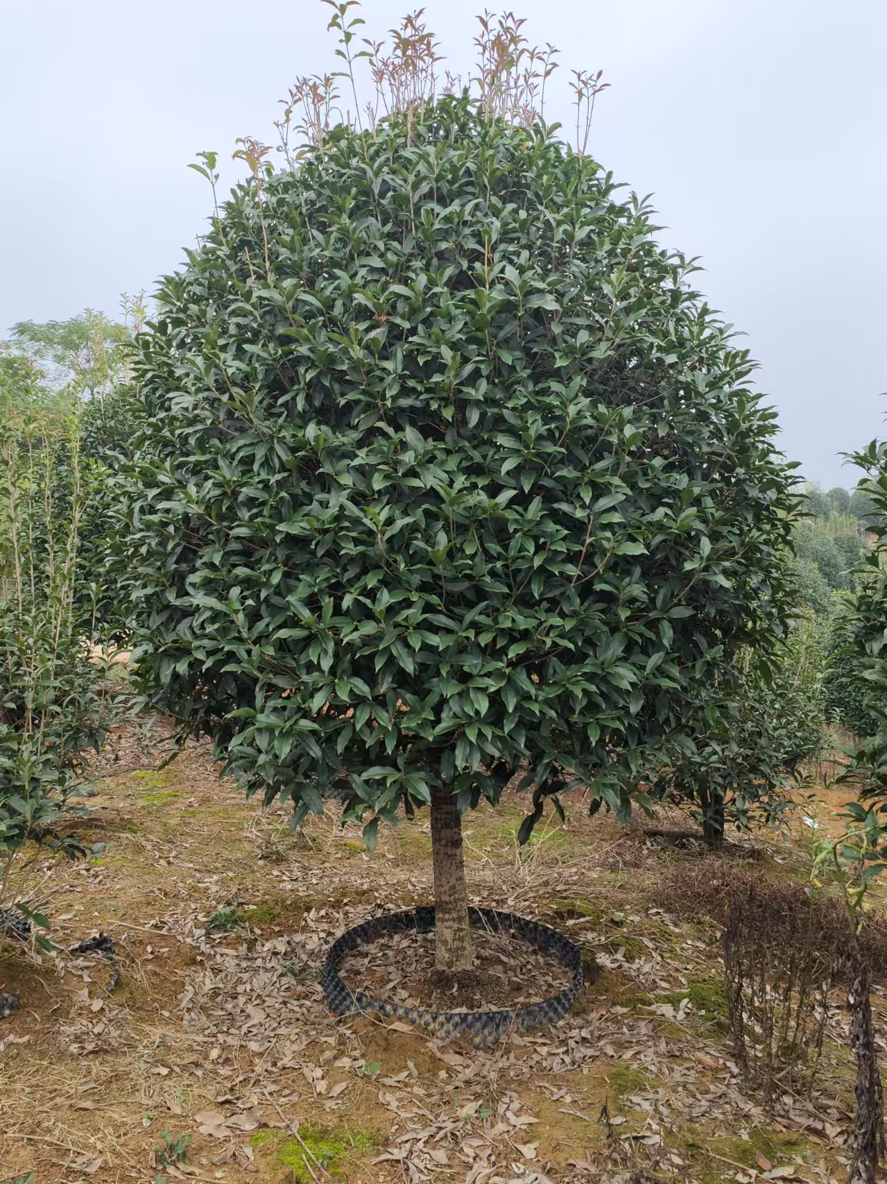 原生桂花树浓香型金桂丹桂四季桂庭院别墅大型风景树四季常青