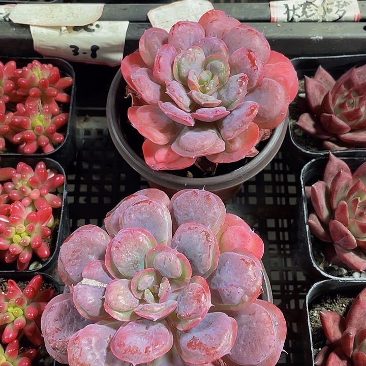 雨滴5.8带盆土发货