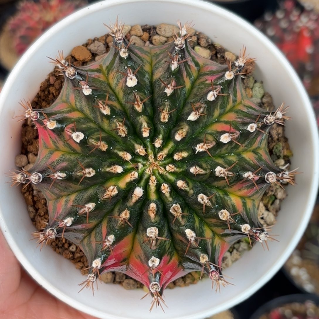 泰系米哈欧若拉仙人球120