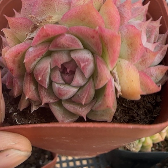 538 一物一拍多肉