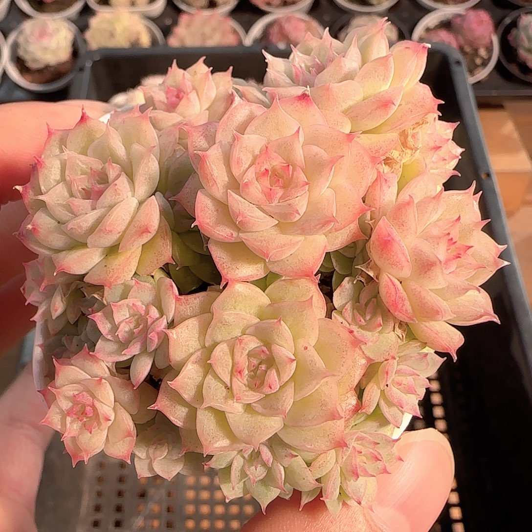 多肉1212-156优选麦秆群