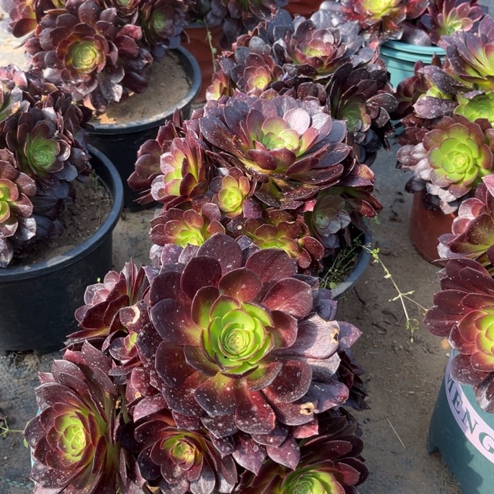 15-134赤焰莲视频亮牌8.8一个多肉