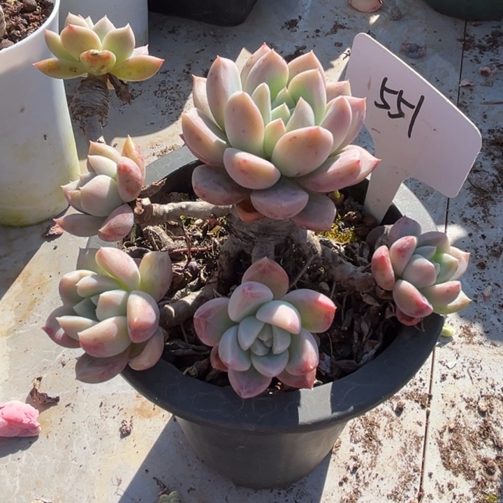 551多肉55788887.888888