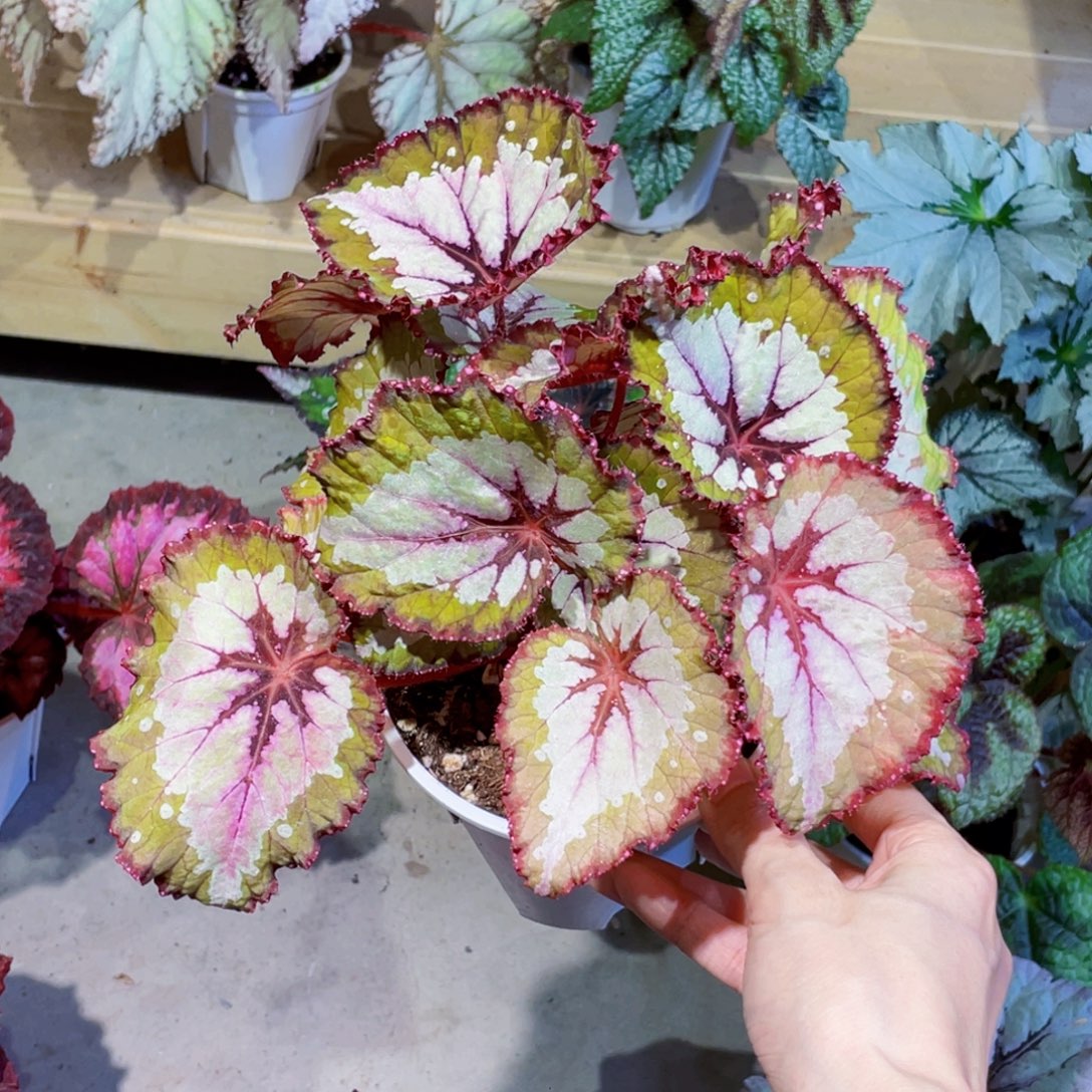 无花朵只此青绿秋海棠