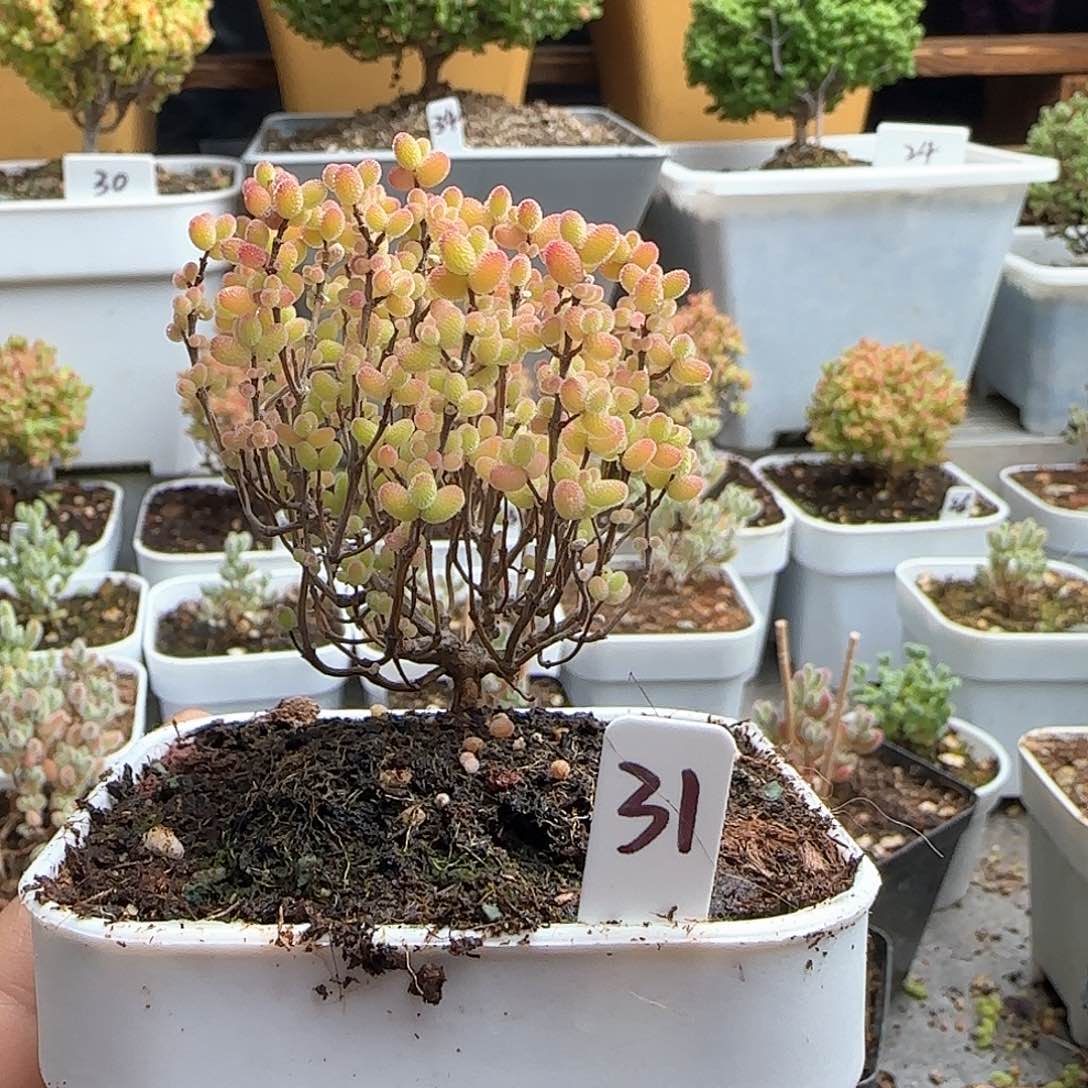 蜜橘糖球枝干番杏