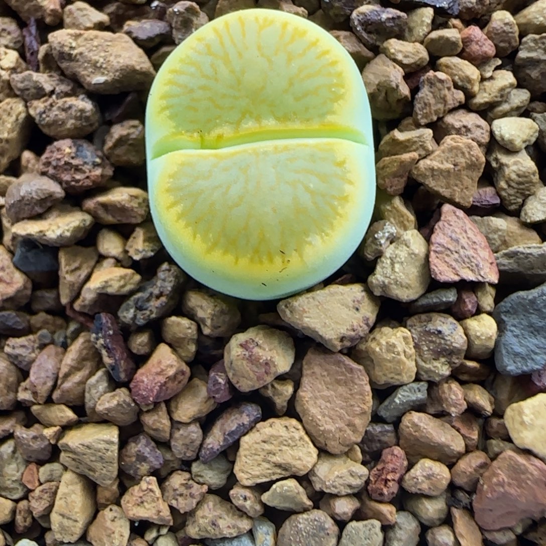 296 生石花大棚直播