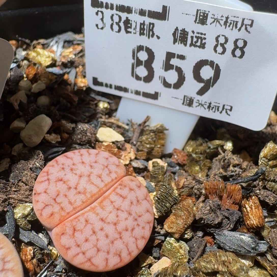 Ssss精品生石花859