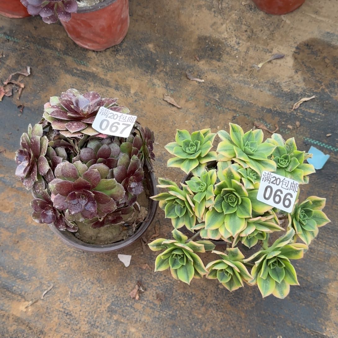 多肉066+067满20包邮断枝不包
