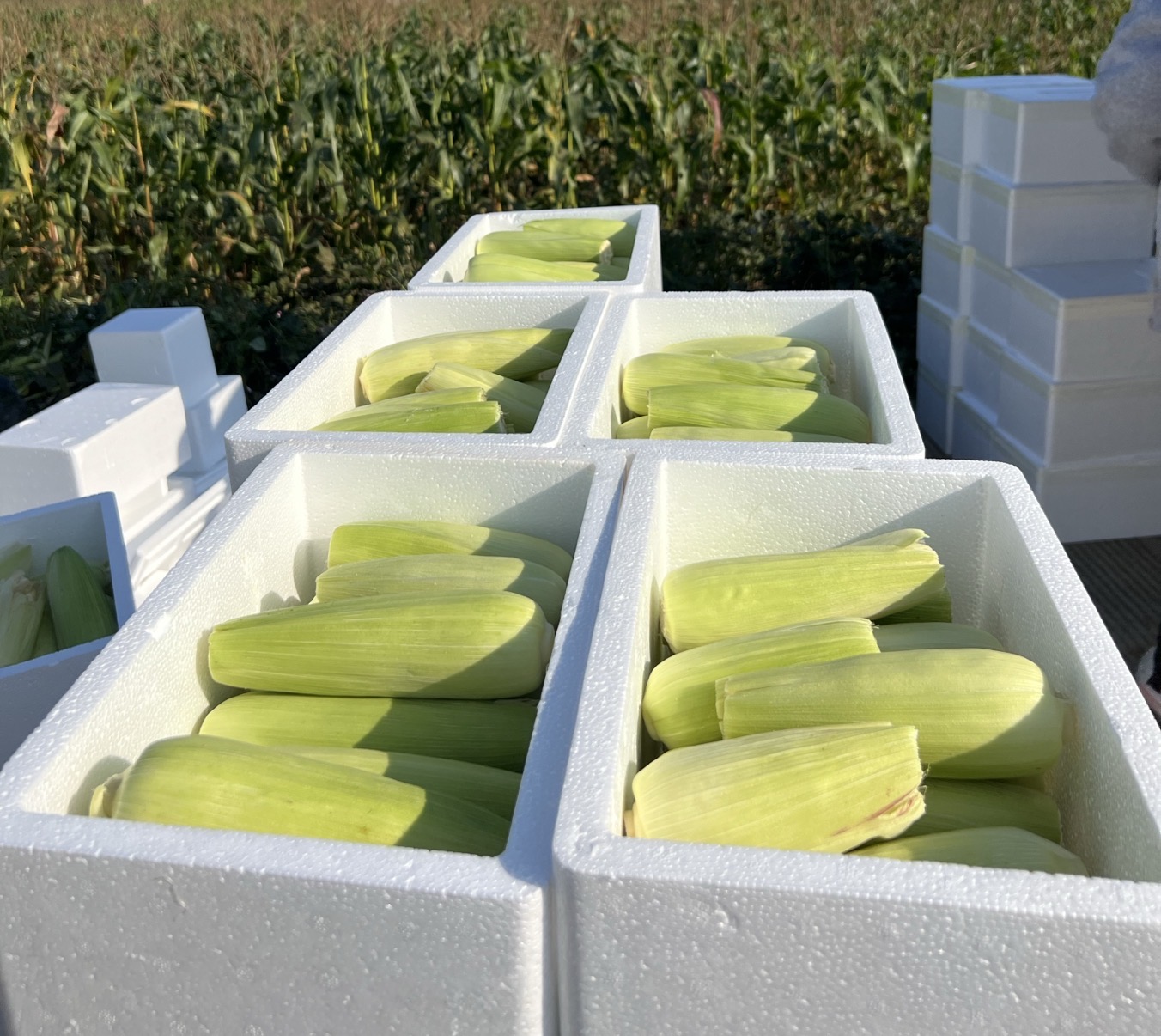 鲜食甜糯玉米新鲜采摘5斤包邮