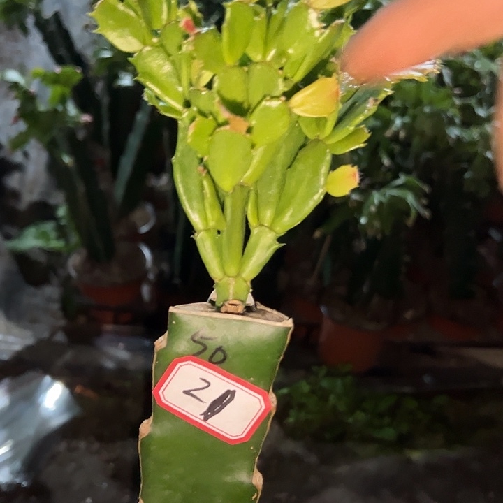 紫****，21号带盆050血月，