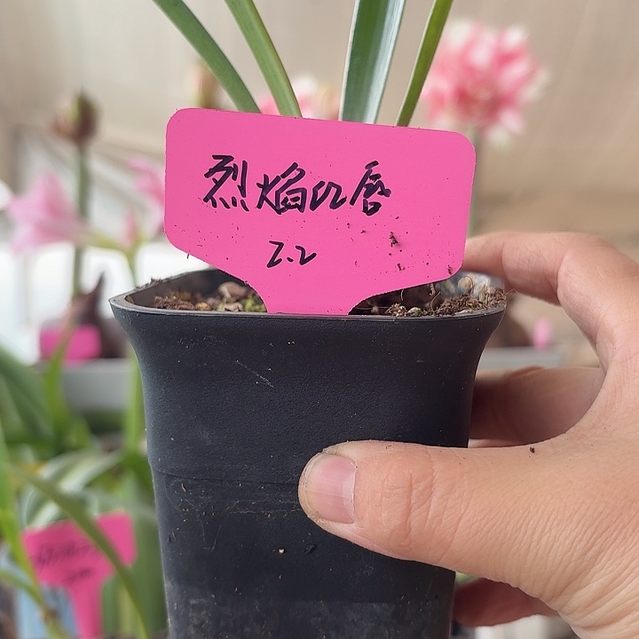 无花朵烈焰红唇朱顶红直径2.2