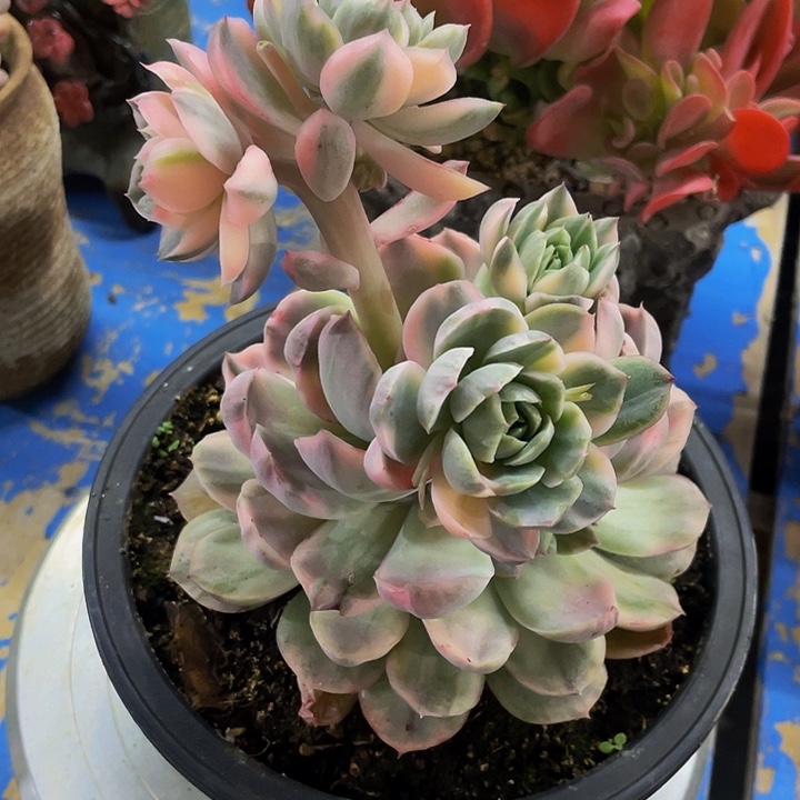 草莓蛋糕一物一拍