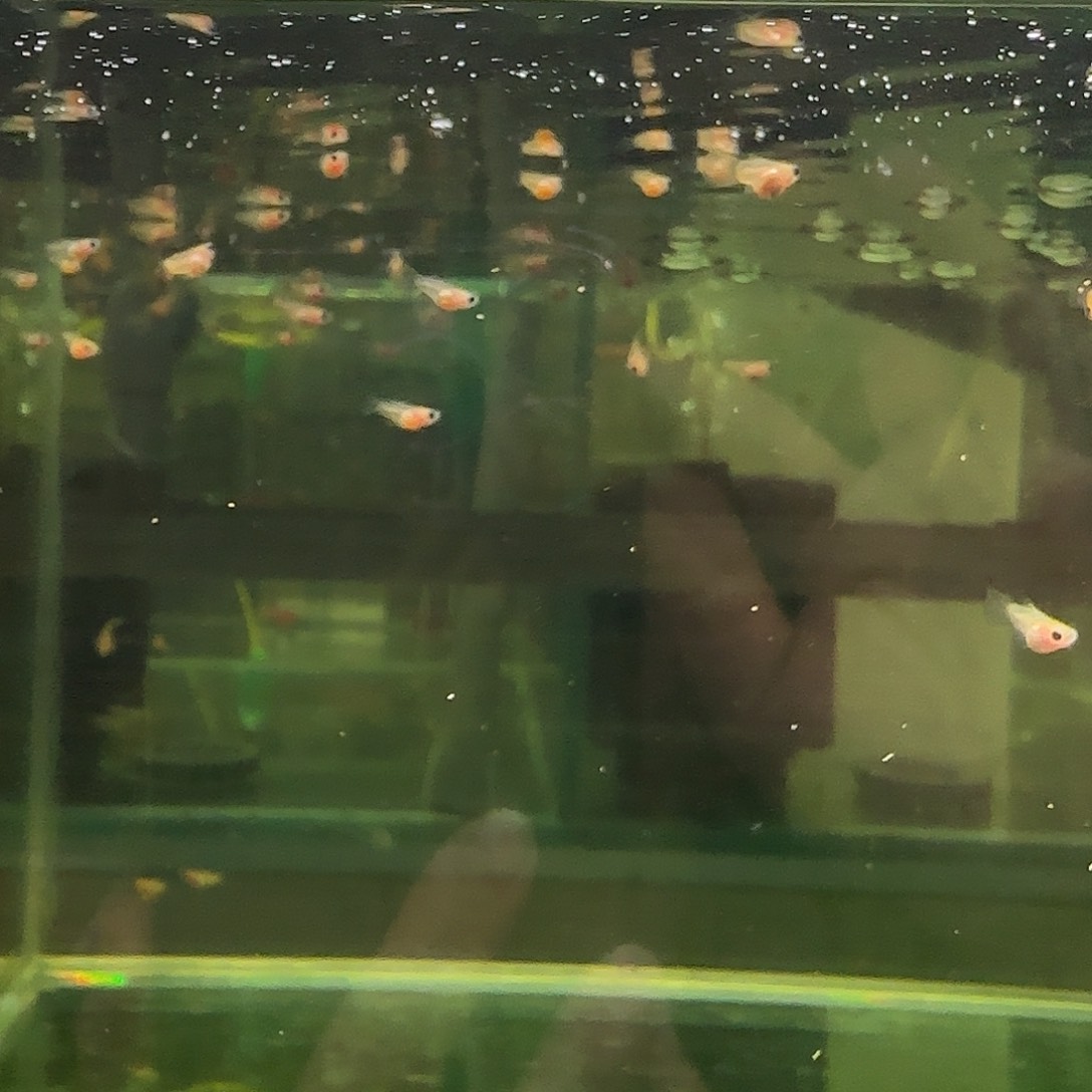 孔雀鱼粉猫幻彩苗10条随机