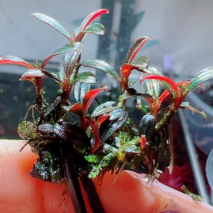 福利17号福利价植物一头