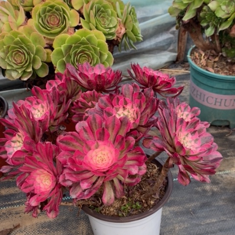 红桐白多肉植物012