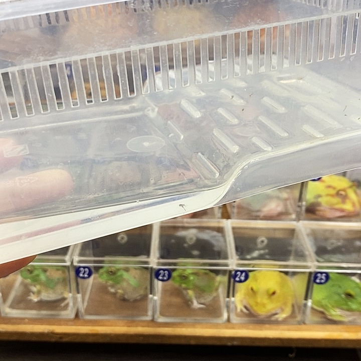 蜡***.角蛙角蛙饲养盒两个