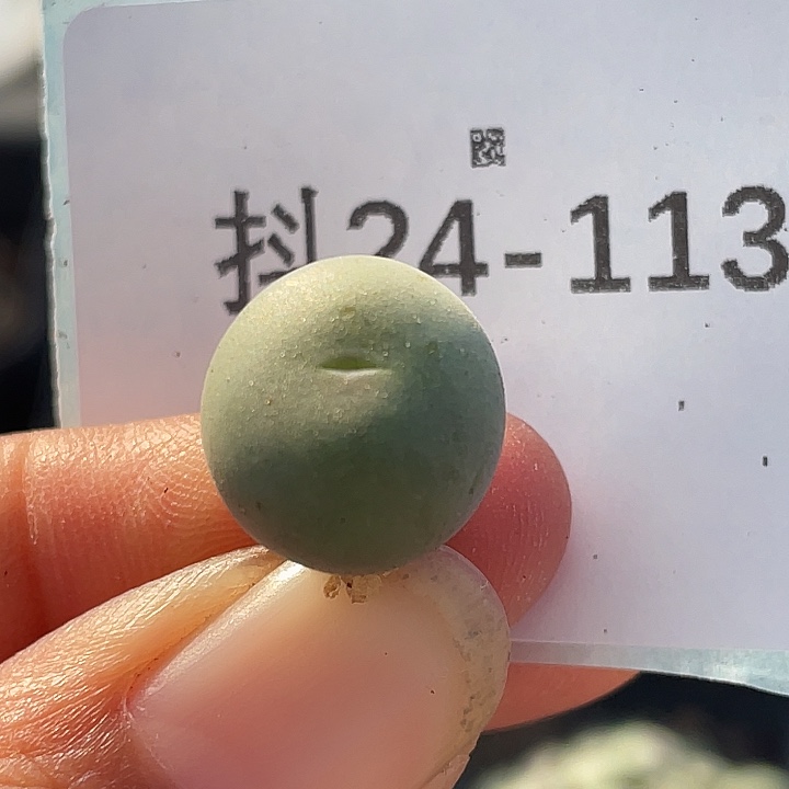 24-113大g多肉植物